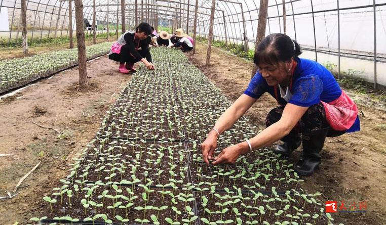 有擔當！天門這家合作社讓貧困戶們在家門口就把錢掙了