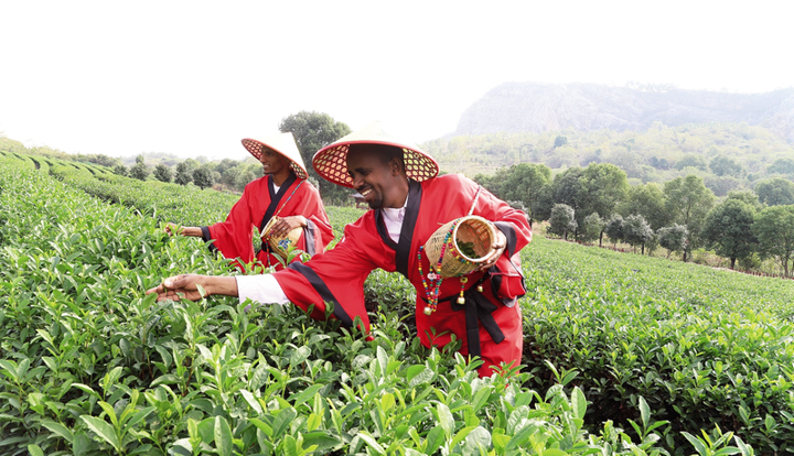 老外變身“茶農(nóng)”