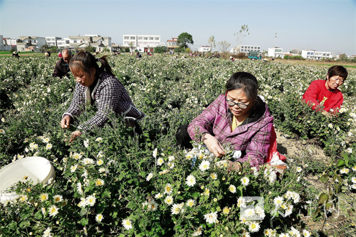 菊花綻放 “美麗經(jīng)濟”